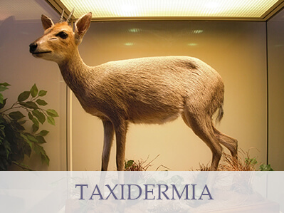 Taxidermia